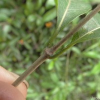 Gynochthodes umbellata (L.) Razafim. & B.Bremer